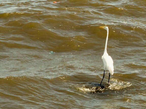 Grande Aigrette