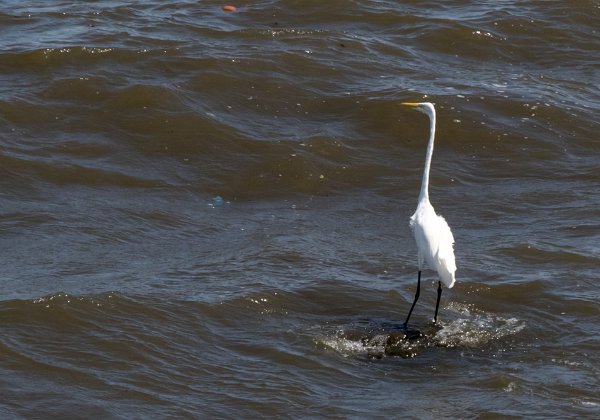 Grande Aigrette