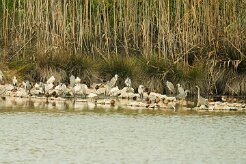 heron_cendre_aigrette_garzette-2 null