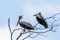 Pelícano pardo (Pélican brun) Tarcoles - Costa Rica