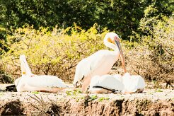 Great White Pelican (Pélican blanc)_737A2691-2 null