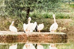 Great White Pelican (Pélican blanc)_737A2778-2 null