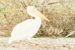 Great White Pelican (Pélican blanc)_737A3154-2 null