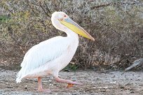 Great White Pelican (Pélican blanc) Du côté d'Omaruru