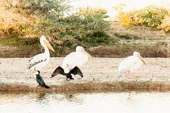 Great White Pelican (Pélican blanc)_737A3156-2 null