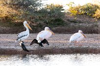 Great White Pelican (Pélican blanc) Du côté d'Omaruru