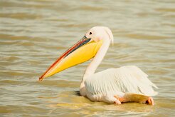 Great White pelican (Pélican blanc)_7D2_0374 null