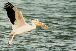 Pélican_blanc_11-2 null