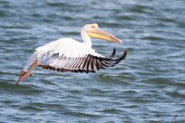 Easterrn white pelican (Pélican blanc) Easterrn white pelican (Pélican blanc)