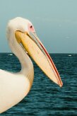 Pélican_blanc_14-2 null