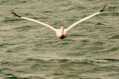 Pélican_blanc_15-2 null