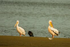 Pelican_blanc_01-2 null