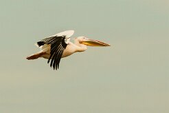 Pelican_blanc_02-2 null