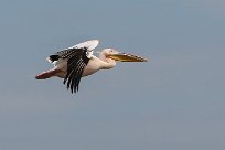 Great white pelican (Pelican blanc) Walvis bay