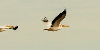 Pelican_blanc_03-2 null