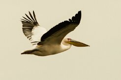 Pelican_blanc_04-2 null