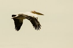 Pelican_blanc_05-2 null