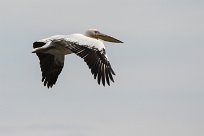 Great white pelican (Pelican blanc) Walvis bay