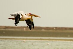 Pelican_blanc_06-2 null