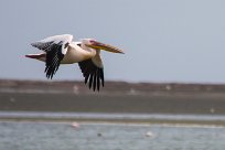 Great white pelican (Pelican blanc) Walvis bay