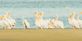 Pelican_blanc_07-2 null
