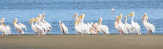 Great white pelican (Pelican blanc) Walvis bay