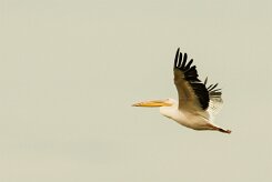 Pelican_blanc_08-2 null