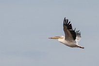 Great white pelican (Pelican blanc) Walvis bay