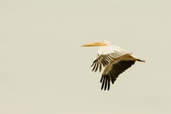 Pelican_blanc_09-2 null