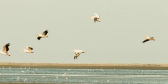 Pelican_blanc_10-2 null