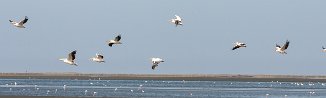 Great white pelican (Pelican blanc) Walvis bay