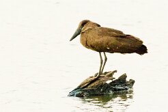 Hamerkop (Ombrette africaine)_737A2734-2 null