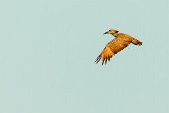 Hamerkop (Ombrette africaine)_737A2929-2 null