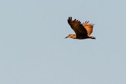 Hamerkop (Ombrette africaine)_737A2932-2 null