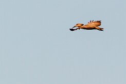 Hamerkop (Ombrette africaine)_737A2937-2 null