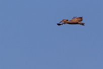 Hamerkop (Ombrette africaine) Du côté d'Omaruru