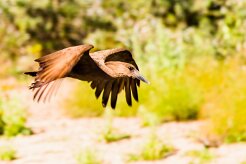 Hamerkop (Ombrette africaine)_737A2953-2 null