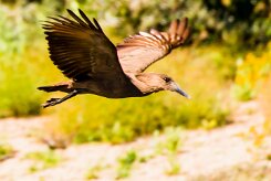 Hamerkop (Ombrette africaine)_737A2954-2 null