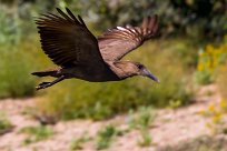 Hamerkop (Ombrette africaine) Du côté d'Omaruru