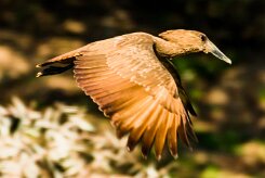 Hamerkop (Ombrette africaine)_737A2955-2 null