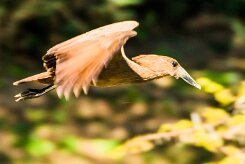 Hamerkop (Ombrette africaine)_737A2956-2 null