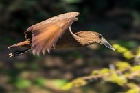 Hamerkop (Ombrette africaine) Du côté d'Omaruru