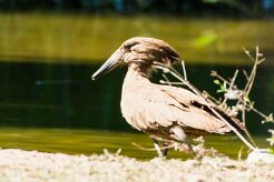 Hamerkop (Ombrette africaine)_737A3298-2 null