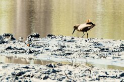 Hamerkop (Ombrette africaine)_x737A4521-2 null