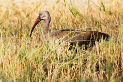 Hadeda Ibis (Ibis Hagedash)_7D2_1990 null
