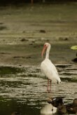 Corocoro blanco (Ibis blanc)_231119_4090-2 null