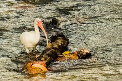 Corocoro blanco (Ibis blanc)_231208_6339-2 null