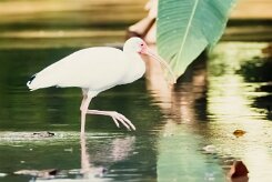 Corocoro blanco (Ibis blanc)_231210_6685-2 null
