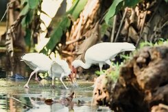 Corocoro blanco (Ibis blanc)_231210_6686-2 null