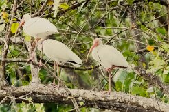 Corocoro blanco (Ibis blanc)_231213_5647-2 null